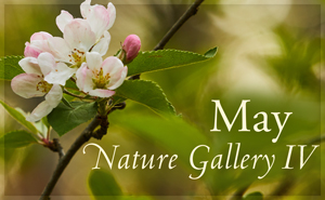 May Nature Gallery IV