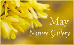 May Nature Gallery I