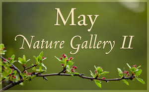May Nature Gallery II