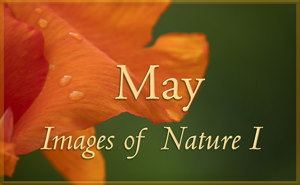 Images of Nature I