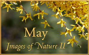 Images of Nature II