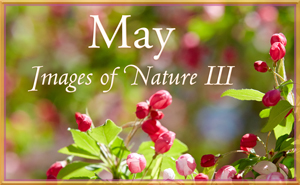 Images of Nature III