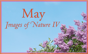 Images of Nature 