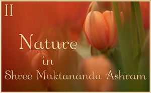 Nature in Shree Muktananda Ashram II