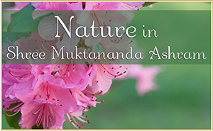 Nature in Shree Muktananda Ashram