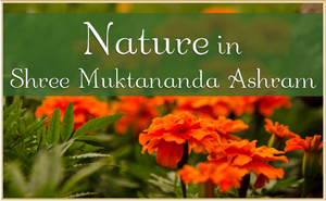 Nature in Shree Muktananda Ashram