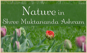 Nature in Shree Muktananda Ashram I