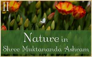 Nature in Shree Muktananda Ashram II