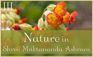 Nature in Shree Muktananda Ashram III