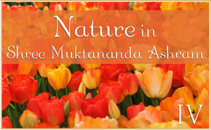 Nature in Shree Muktananda Ashram IV