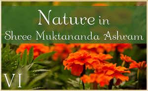 Nature in Shree Muktananda Ashram VI