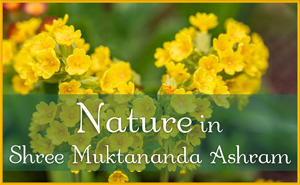 Nature in Shree Muktananda Ashram