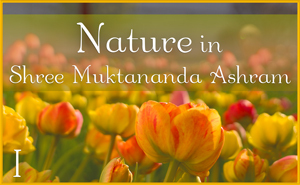 Nature in Shree Muktananda Ashram I