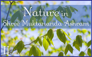 Nature in Shree Muktananda Ashram II