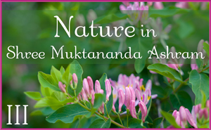 Nature in Shree Muktananda Ashram III