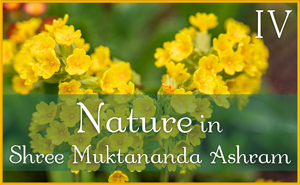 Nature in Shree Muktananda Ashram IV