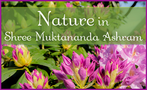Nature in Shree Muktananda Ashram
