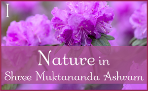 May: Nature in Shree Muktananda Ashram