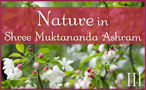 May: Nature in Shree Muktananda Ashram