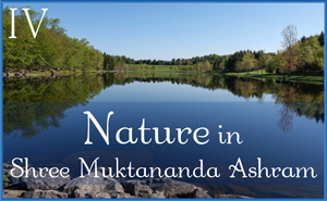 May: Nature in Shree Muktananda Ashram