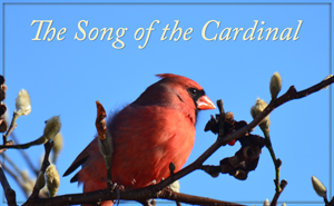 The Song of the Cardinal