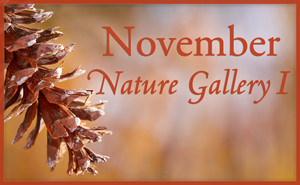 November Nature Gallery I