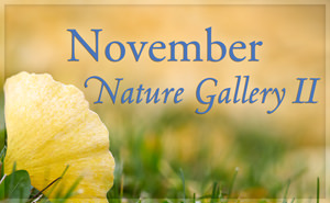 November Nature Gallery II