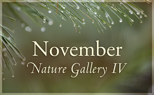 november Nature Gallery IV
