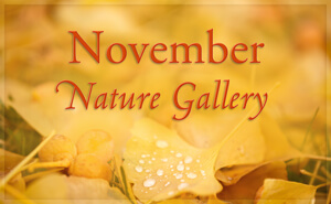 November Nature Gallery I