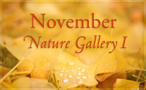 November Nature Gallery I