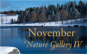 November Nature Gallery IV