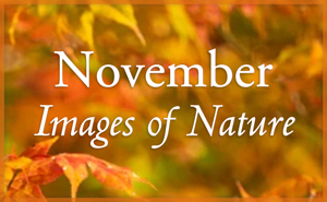 November Nature Gallery