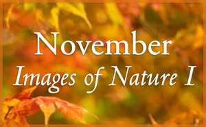 Images of Nature I