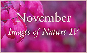 Images of Nature IV