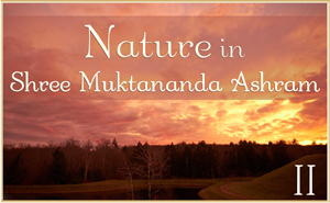 Nature in Shree Muktananda Ashram