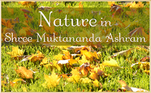 Nature in Shree Muktananda Ashram