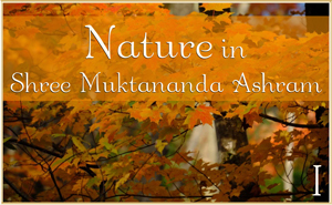 Nature in Shree Muktananda Ashram I