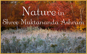 Nature in Shree Muktananda Ashram