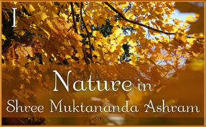 Nature in Shree Muktananda Ashram I