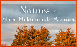 Nature in Shree Muktananda Ashram