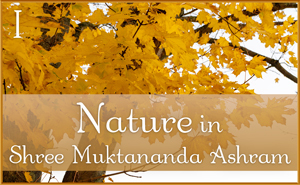 Nature in Shree Muktananda Ashram II