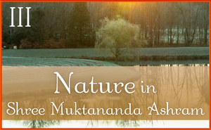 Nature in Shree Muktananda Ashram III