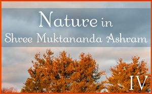 Nature in Shree Muktananda Ashram IV
