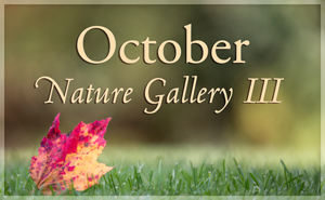 October Nature Gallery III