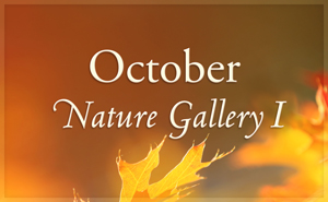 October Nature Gallery I