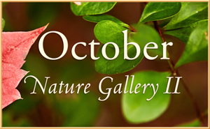 October Nature Gallery II