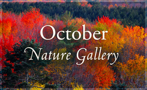 October Nature Gallery