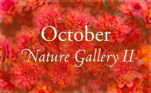 October Nature Gallery II