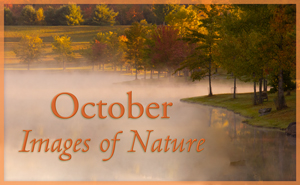 October Nature Gallery
