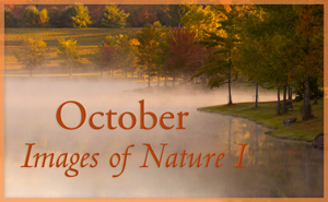 Images of Nature I